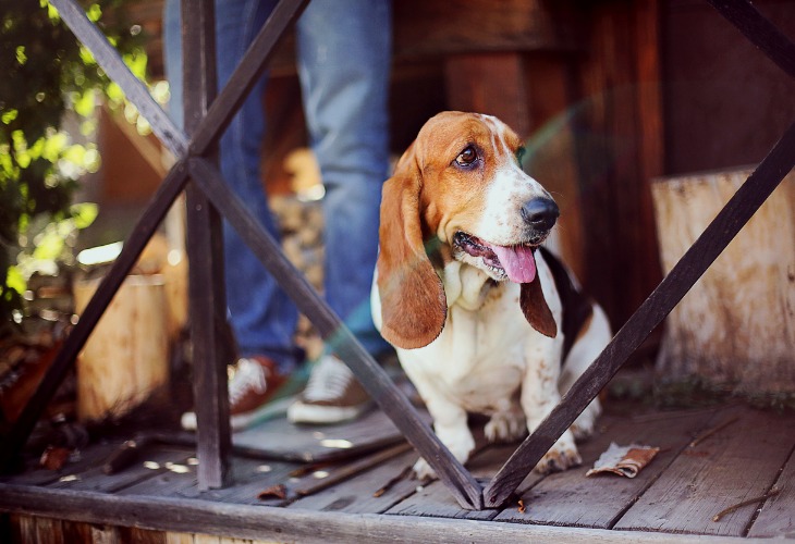 son basset fauve de bretagne los perros mas inteligentes